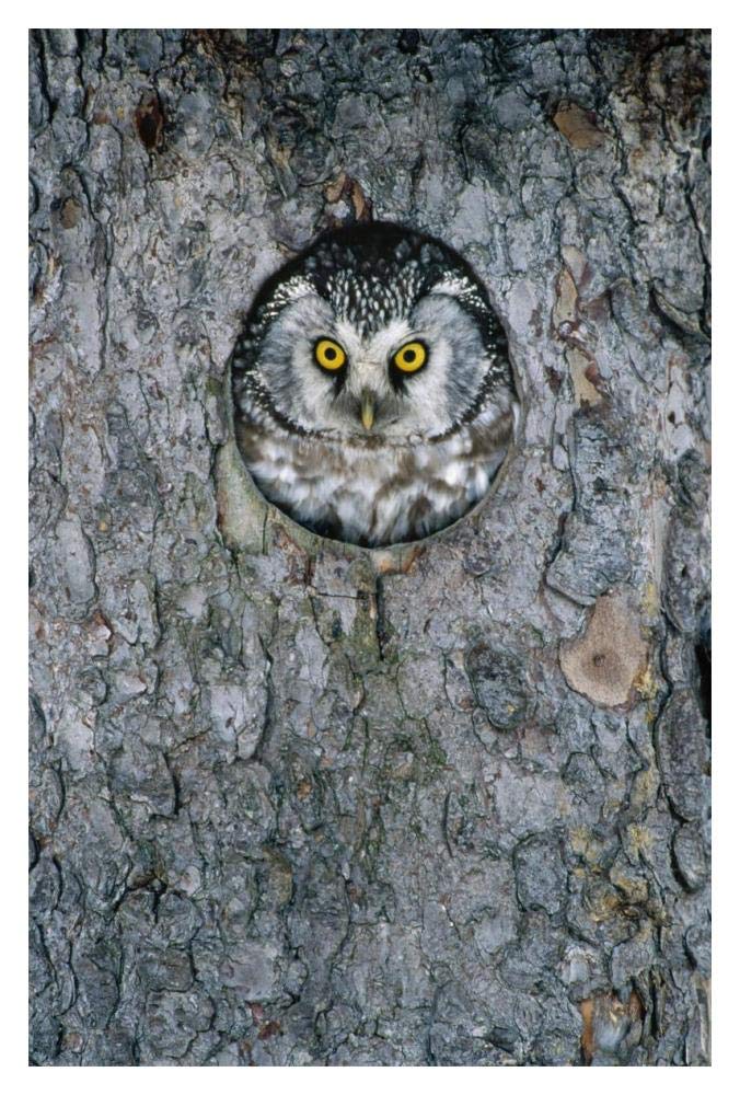 Tengmalms Owl or Boreal Owl peaking through hole in tree, Sweden-Paper Art-14x20”
