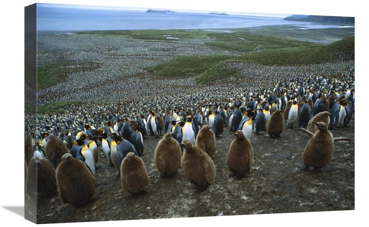 King Penguin colony , Bay of Isles, South Georgia Island-Canvas Art-24x16”
