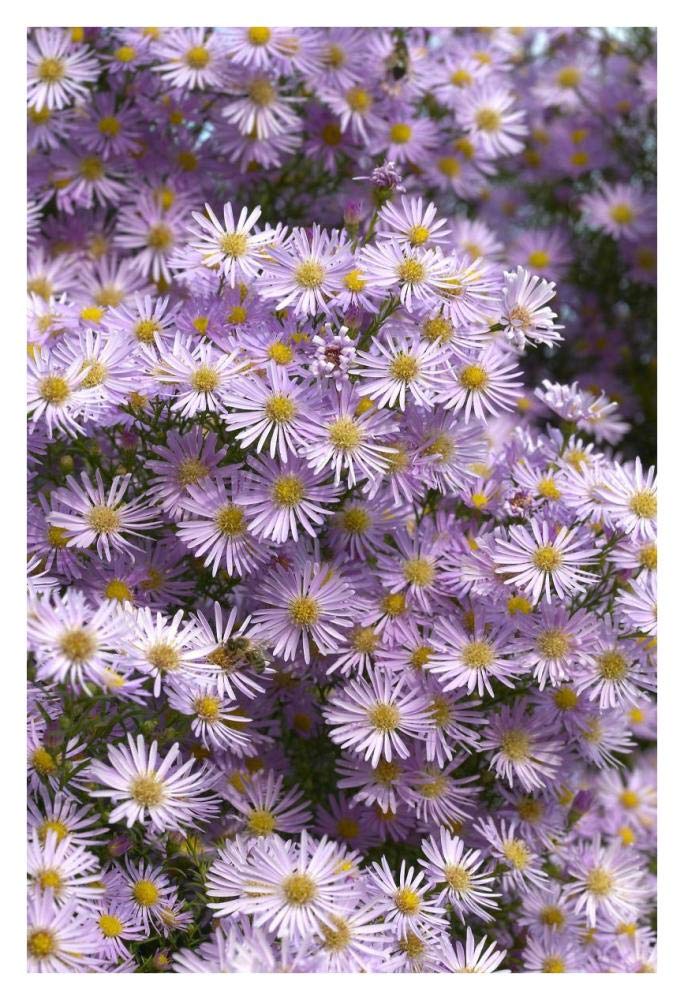 Aster pink star variety flowers-Paper Art-26x38”