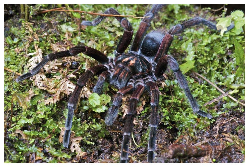 Tarantula male, Mindo, western slope of Andes, Ecuador-Paper Art-62x42”