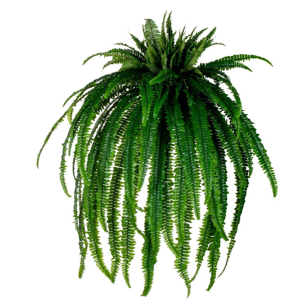 56 Green Boston Fern UV