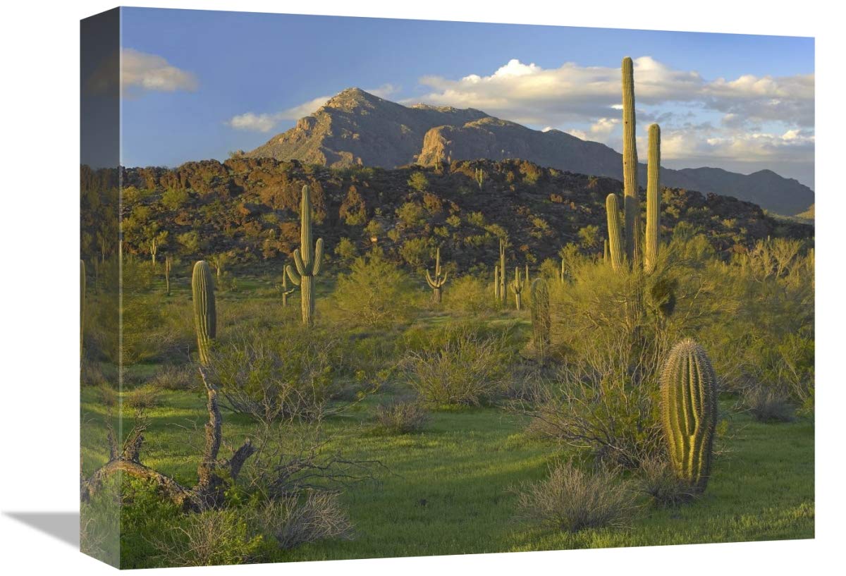 Saguaro Picacho Mountains, Picacho Peak State Park, Arizona-Canvas Art-16x12”