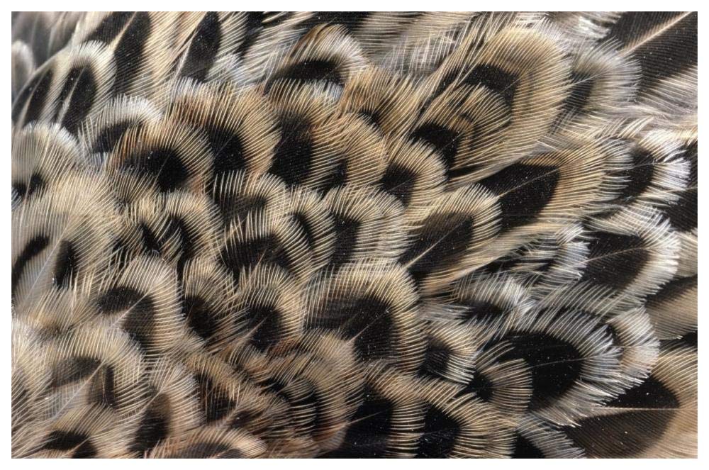Ring-necked Pheasant close up of females feathers, Europe-Paper Art-62x42”