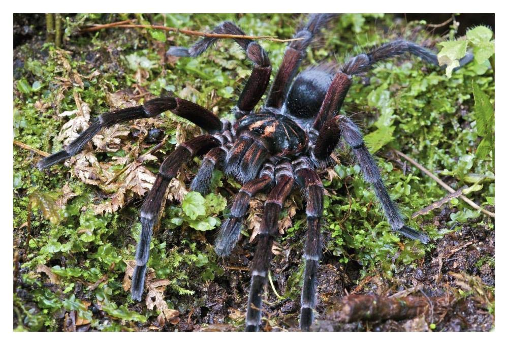 Tarantula male, Mindo, western slope of Andes, Ecuador-Paper Art-20x14”