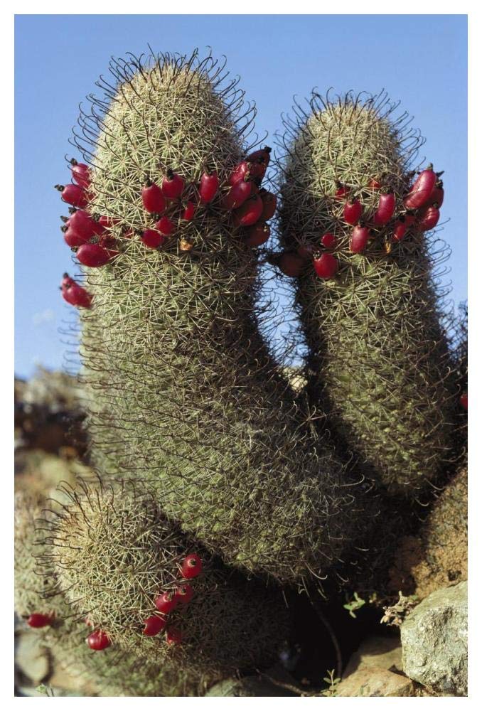 Fishhook Cactus in bloom, Santa Catalina Island, Sea of Cortez, Baja California, Mexico-Paper Art-34x50”
