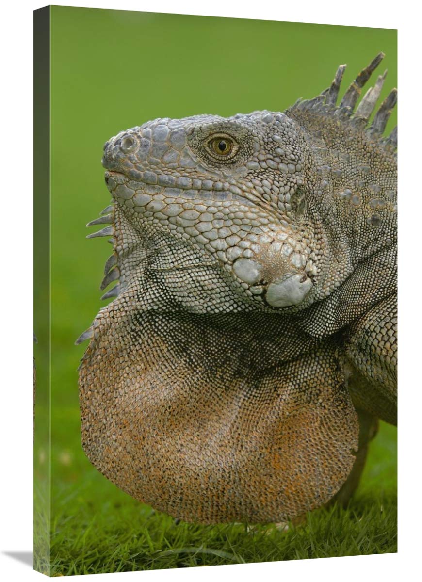 Green Iguana flaring dewlap in threat display, Seminario Park, Guayaquil, Ecuador-Canvas Art-20x30”