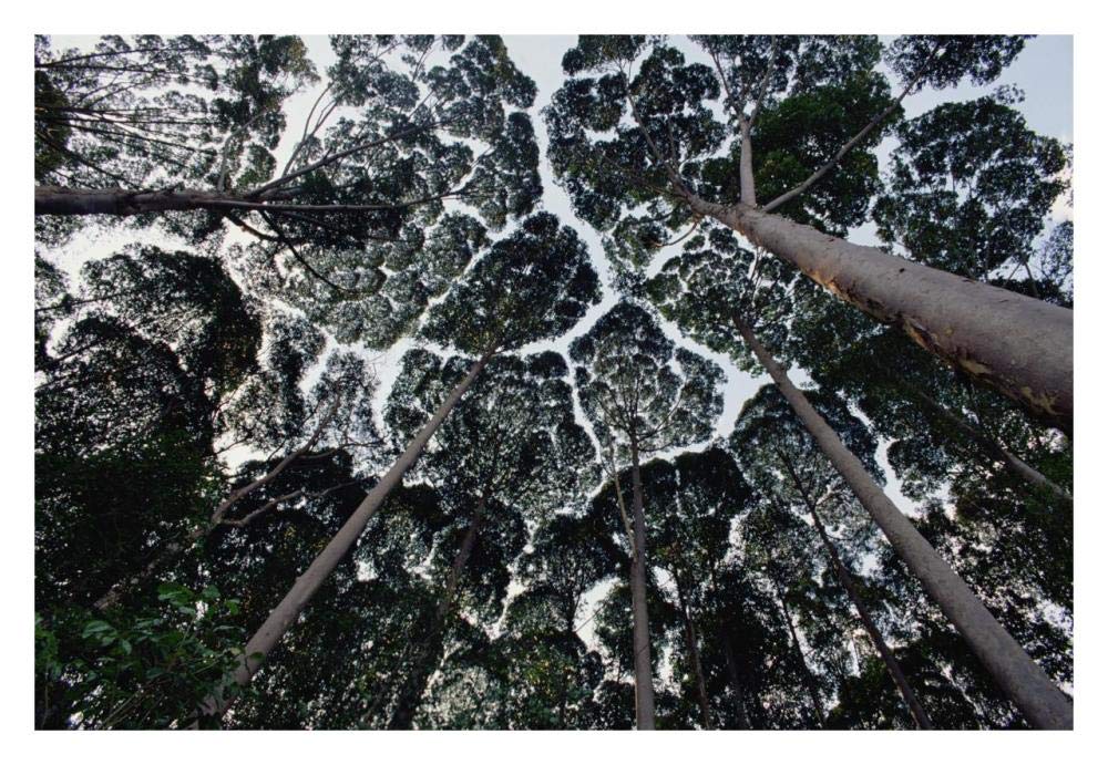 Kapur trees showing crown shyness, Malaysia-Paper Art-32x22”