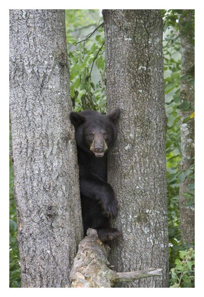 Black Bear juvenile male in tree, Orr, Minnesota-Paper Art-22x32”