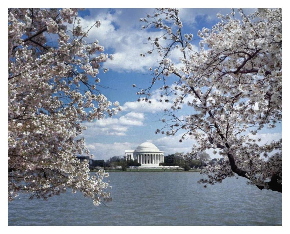Jefferson Memorial with cherry blossoms, Washington, D.C. - Vintage Style Photo Tint Variant-Paper Art-37x30”