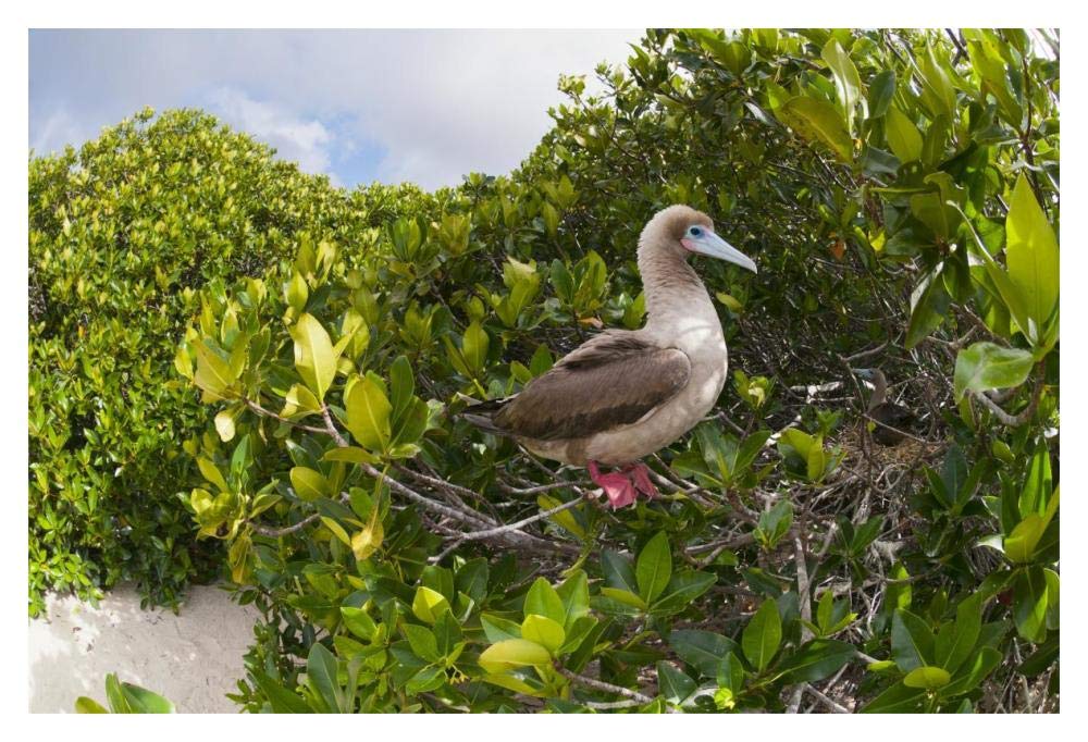 Red-footed Booby perching beside nest in mangroves, Galapagos Islands, Ecuador-Paper Art-20x14”