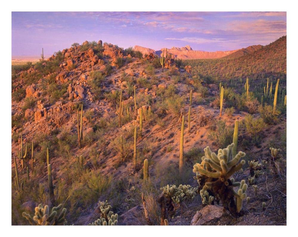 Panther and Safford Peaks covered with Saguaro and Teddybear Cholla, Saguaro National Park, Arizona-Paper Art-26x20”
