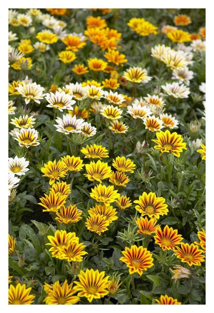 Gazania flowers-Paper Art-26x38”
