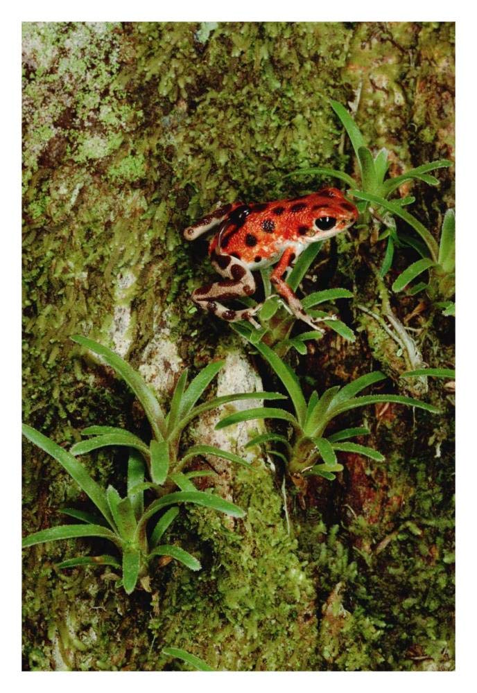 Strawberry Poison Dart Frog mother carries tadpole, Panama-Paper Art-22x32”