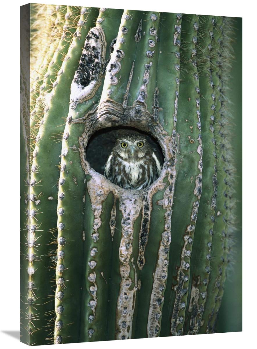 Ferruginous Pygmy Owl in Saguaro cactus, Altar Valley, Arizona-Canvas Art-20x30”