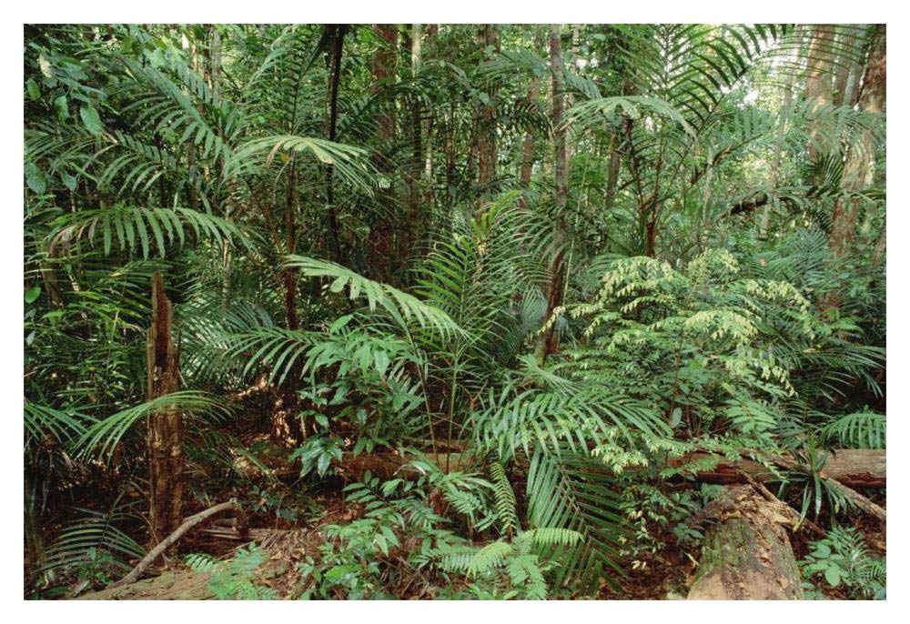 Mixed lowland dipterocarp tropical rainforest interior, Taman Negara National Park, Malaysia-Paper Art-20x14”