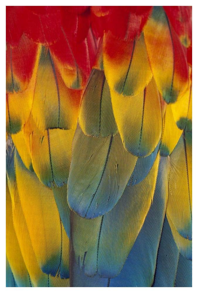 Scarlet Macaw close-up of colorful feathers-Paper Art-34x50”