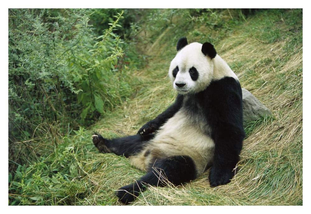 Giant Panda, Woolong-Paper Art-38x26”