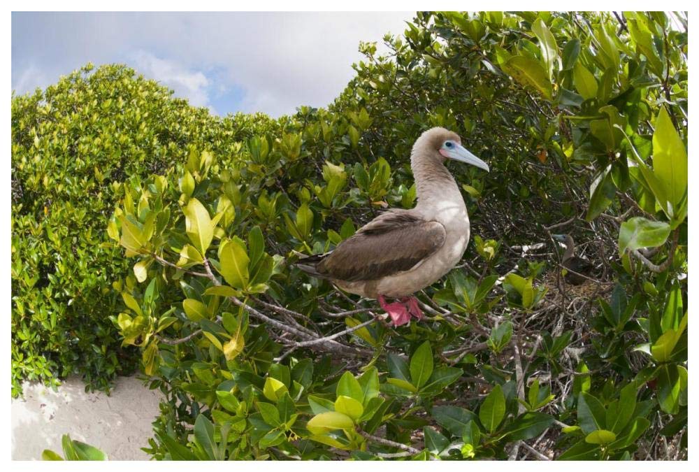 Red-footed Booby perching beside nest in mangroves, Galapagos Islands, Ecuador-Paper Art-62x42”