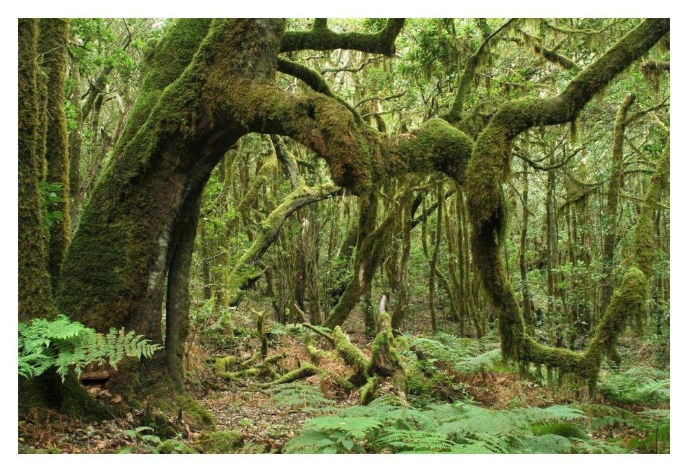 Macaronesian Laurel relict forest in Garajonay National Park, Canary Islands, Spain-Paper Art-20x14”