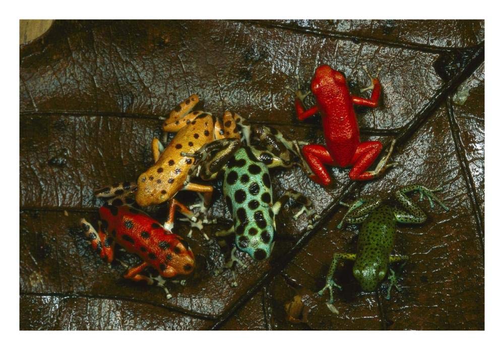 Strawberry Poison Dart Frog color variations, Bocas del Toro, Panama-Paper Art-26x18”