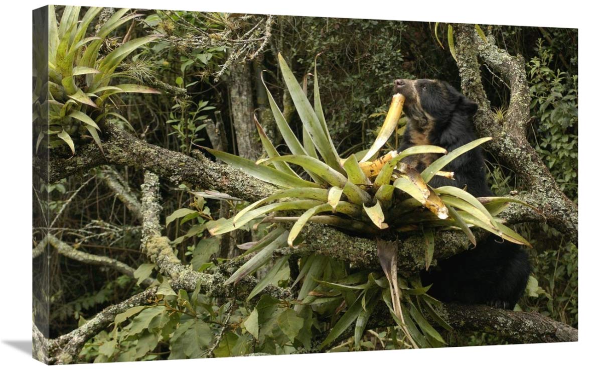 Spectacled Bear feeding on bromeliads, cloud forest, Andes, South America-Canvas Art-30x20”