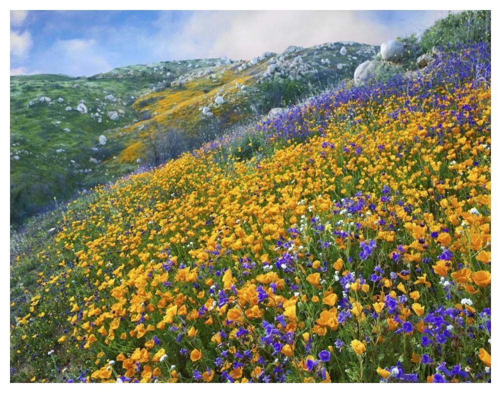 California Poppy and Desert Bluebell flowers, Canyon Hills, Santa Ana Mountains, California-Paper Art-50x38”