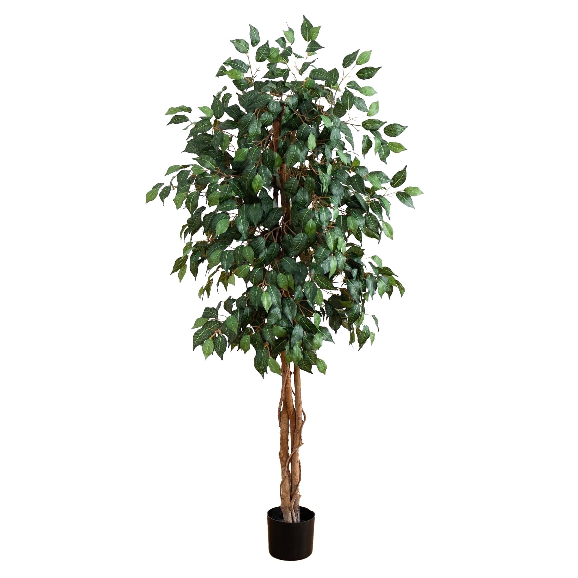 5 Ficus Silk Tree