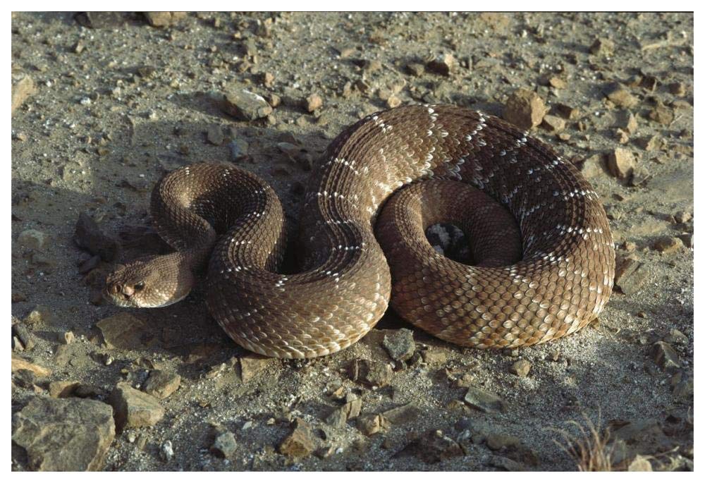 Red Rattlesnake, Baja California, Mexico-Paper Art-62x42”