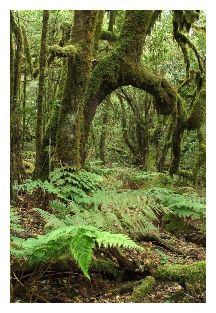 Macaronesian Laurel relict forest in Garajonay National Park, Canary Islands, Spain-Paper Art-22x32”