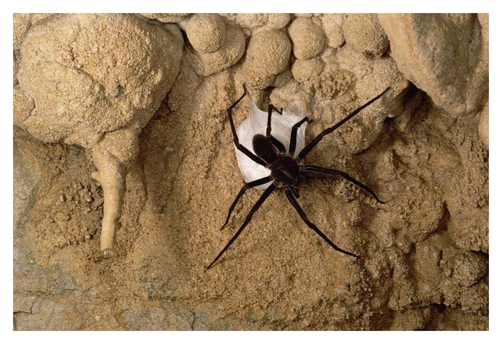 Cave Tarantula with egg sac, Mexico-Paper Art-20x14”