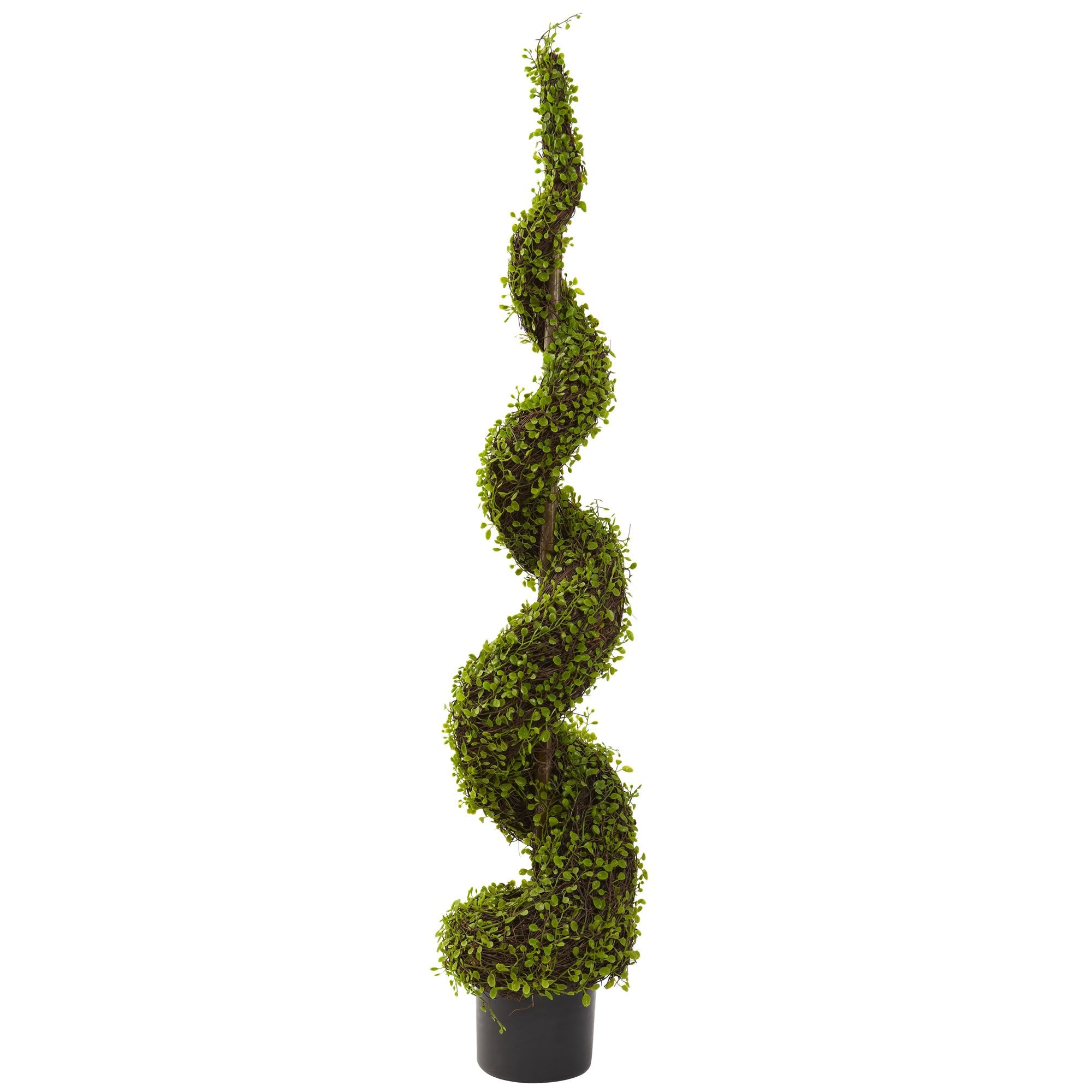 4″ Mohlenbechia Spiral Tree