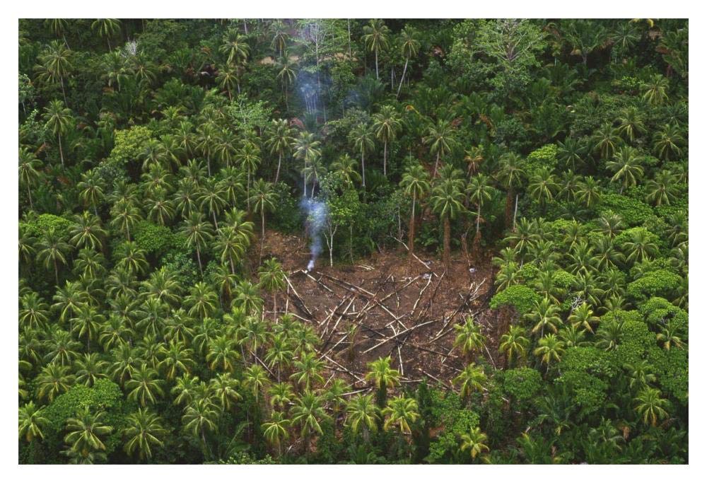 Traditional slash and burn clearcut in virgin lowland tropical rainforest east of Aird River Delta, Kikori Basin, Papua New Guinea-Paper Art-20x14”