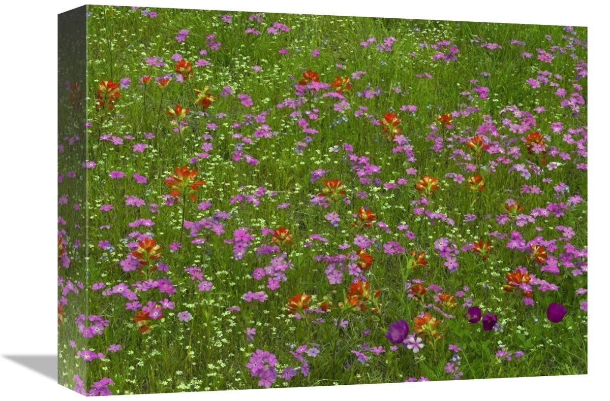 Pointed Phlox and Indian Paintbrushes in bloom, Hill Country, Texas-Canvas Art-16x12”