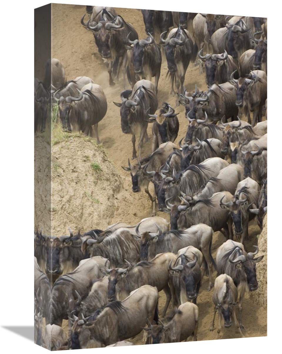 Blue Wildebeest herd approaching the Mara River, Masai Mara National Reserve, Kenya-Canvas Art-12x18”