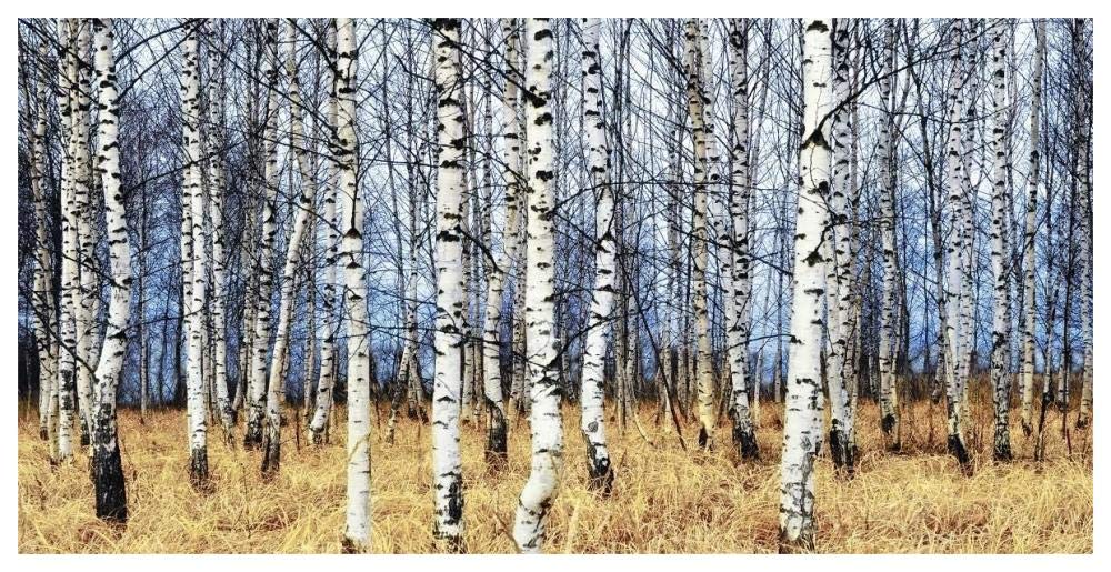 Birch grove in autumn-Paper Art-62x32”