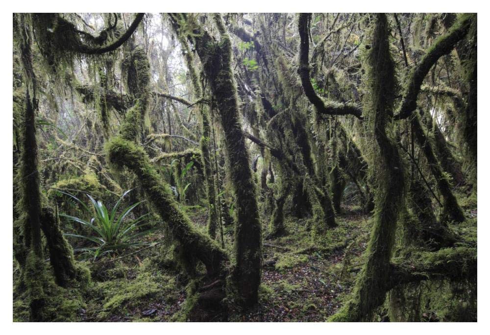 Paramo ecosystem 3000m above sea level with dwarfed trees and mosses, Chingaza National Park, Colombia-Paper Art-20x14”