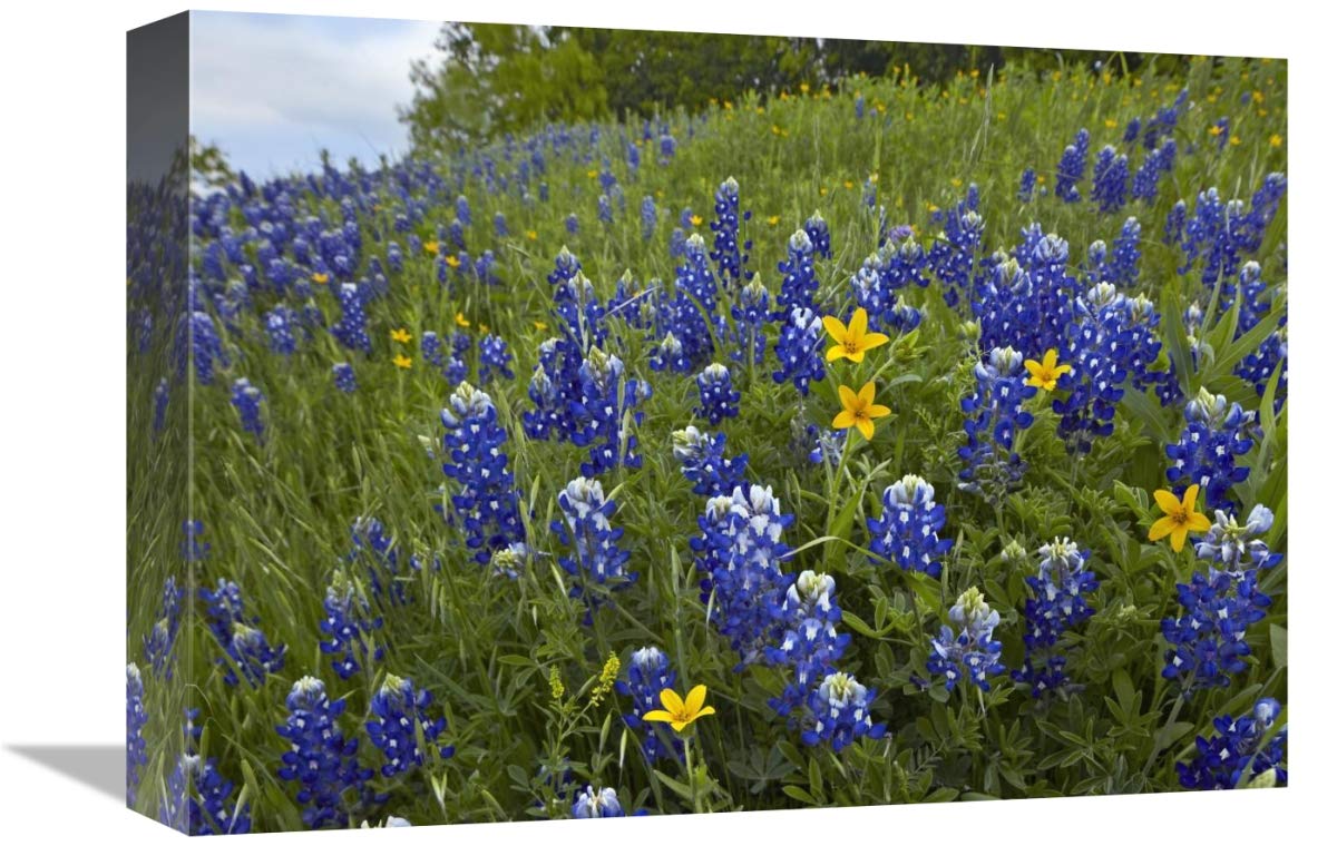 Bluebonnet and Texas Yellowstar meadow, Cedar Hill State Park, Texas-Canvas Art-16x12”