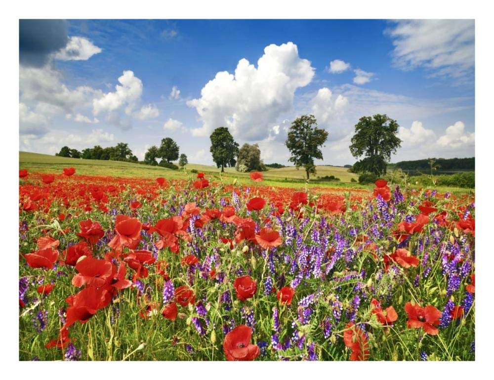 Poppies and vicias in meadow, Mecklenburg Lake District, Germany-Paper Art-26x20”