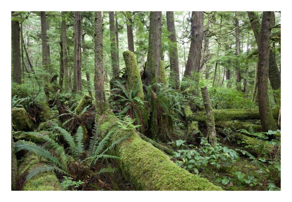 Interior of old-growth temperate rainforest, Vancouver Island, Cape Scott Provincial Park, Canada-Paper Art-26x18”