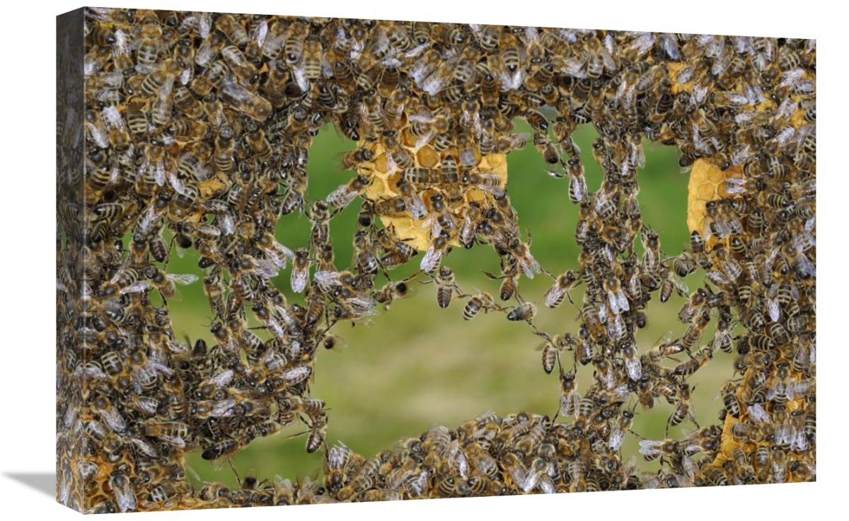 Honey Bee chains made to repair honeycomb, Germany-Canvas Art-24x16”