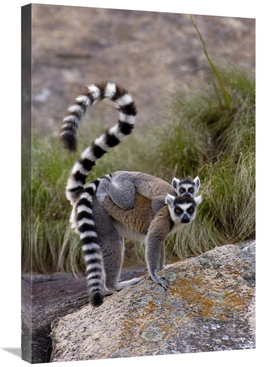 Ring-tailed Lemur mother and young, near Andringitra Mountains, Madagascar-Canvas Art-20x30”