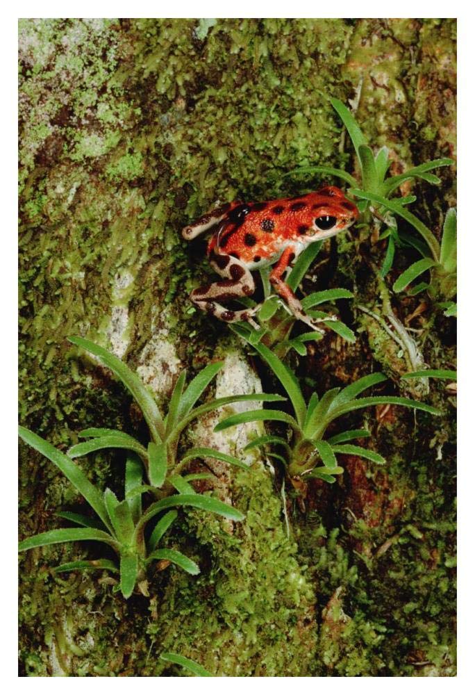 Strawberry Poison Dart Frog mother carries tadpole, Panama-Paper Art-14x20”