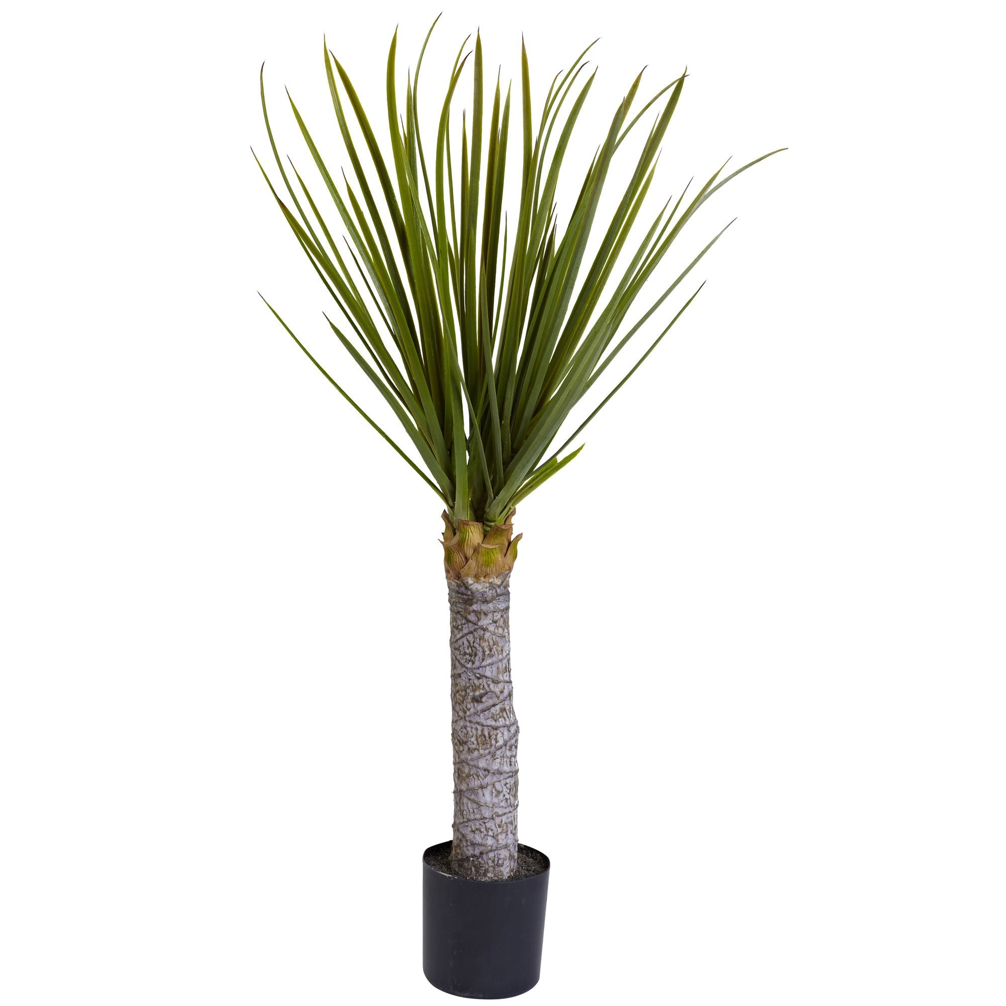 3 Yucca Tree w/699 Lvs