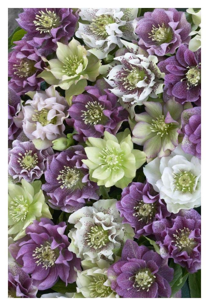 Hellebore flowers-Paper Art-14x20”