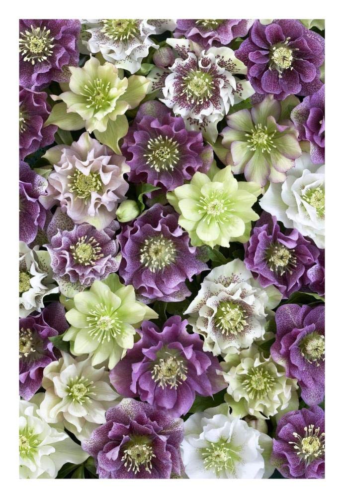Hellebore flowers-Paper Art-18x26”