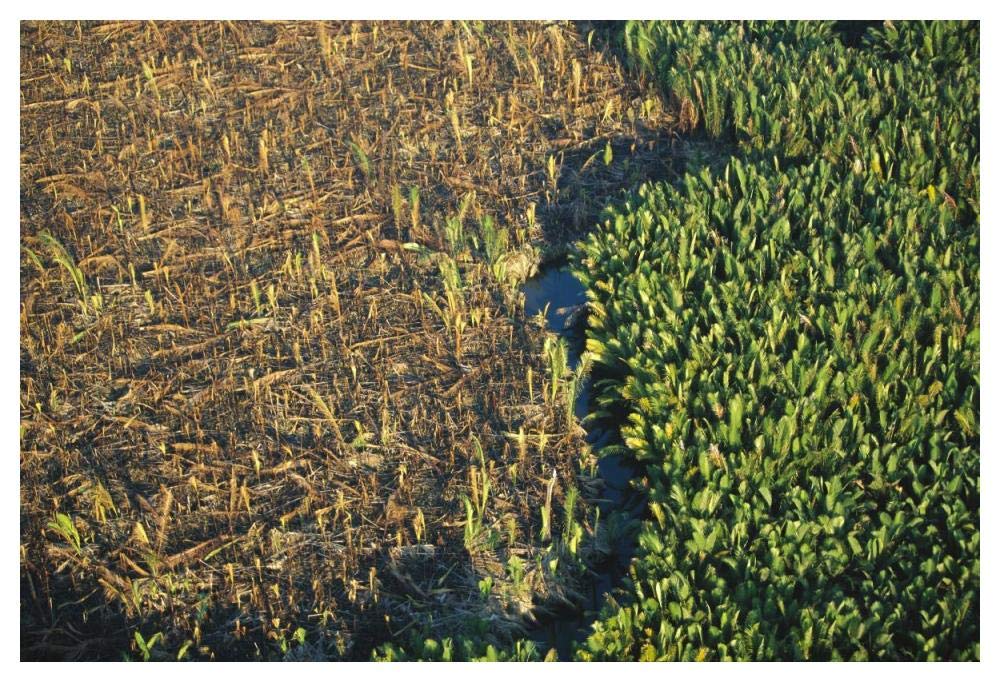 Remnant mangroves in Mahakam Delta, East Kalimantan, Indonesia-Paper Art-50x34”