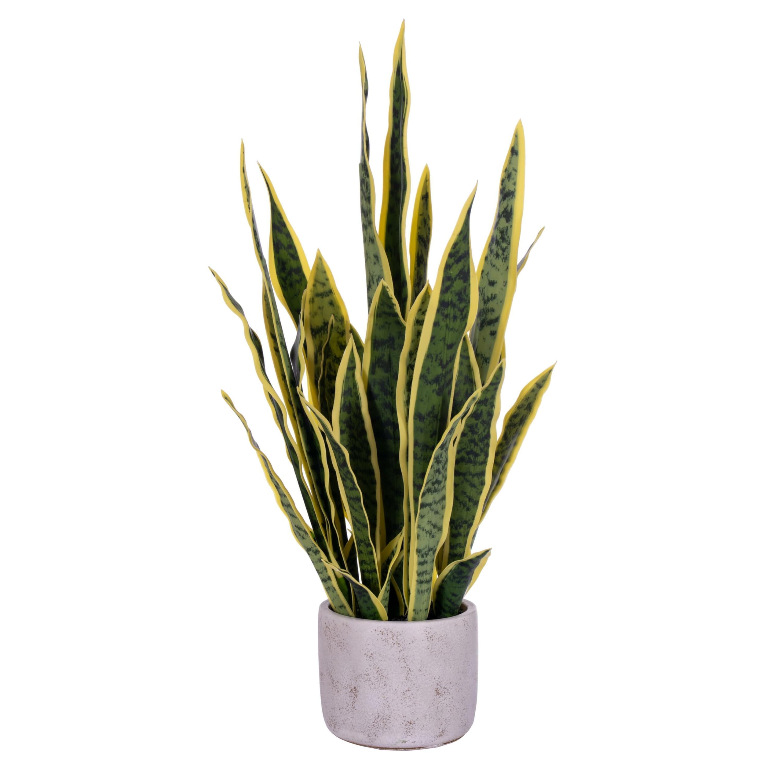 Casafoyer 28” Green/Yellow Snake Plant Cement Pot - (Pack Of 2)