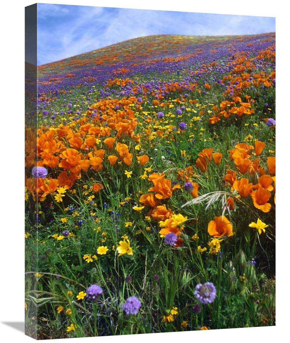 California Poppy and other wildflowers growing on hillside, spring, Antelope Valley, California - Vertical Crop-Canvas Art-18x24”