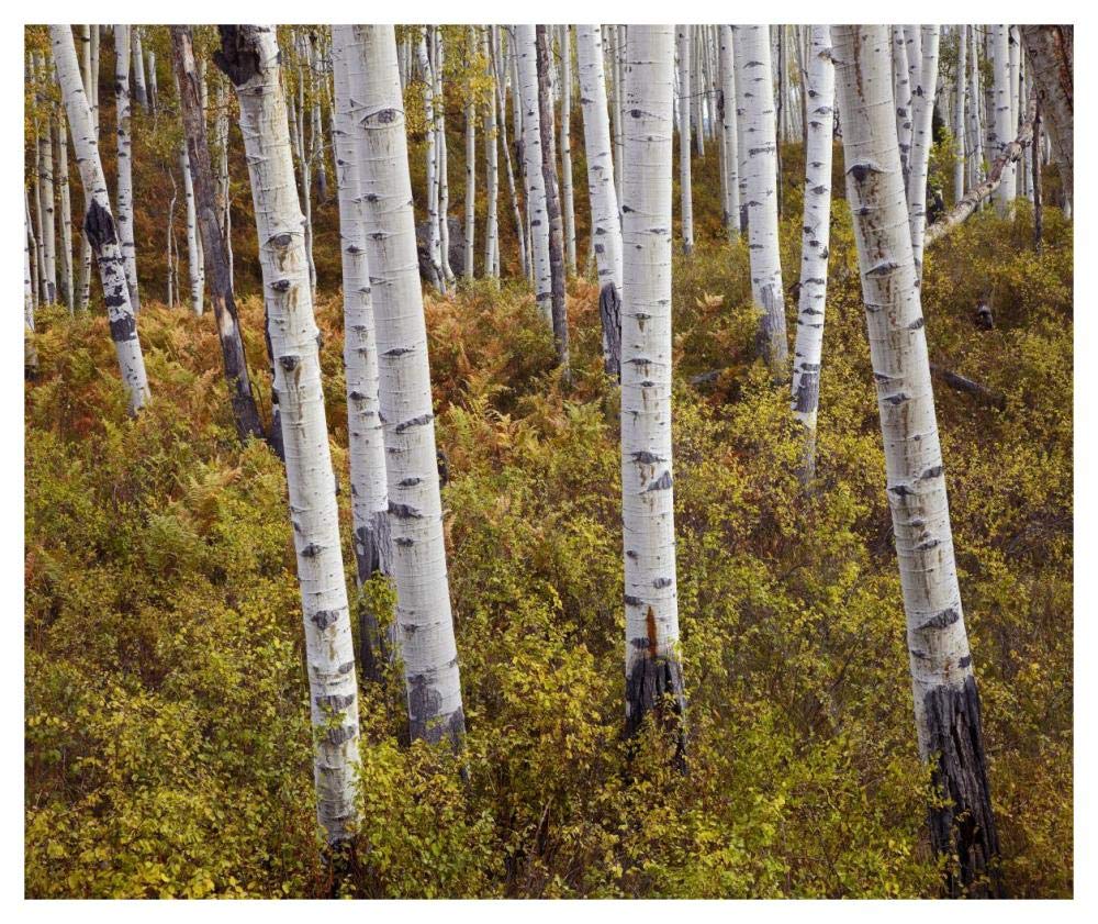 Quaking Aspen trees in autumn-Paper Art-46x38.52”