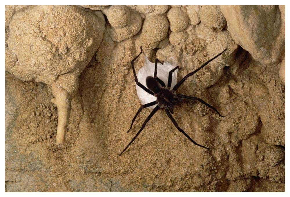 Cave Tarantula with egg sac, Mexico-Paper Art-62x42”